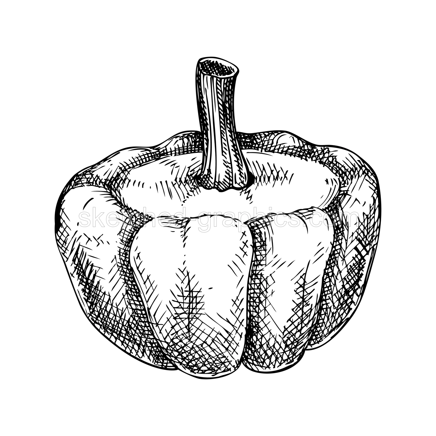 Fresh Pattypan squash sketch. Hand-sketched Vegetable illustration. Healthy food plant. Vector drawing of raw cultivated summer squash. Patisson for grocery, markets, packaging, recipes, menus design. Illustration